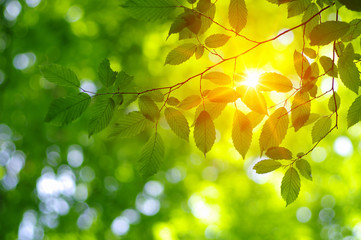  Green leaves on the sun.