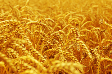 Wheat field background