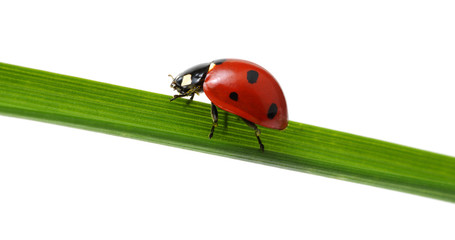 Ladybug on grass