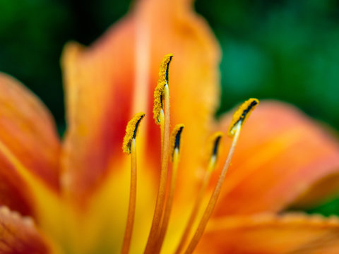 Macro photo of pistils from orange lily flower in June
