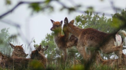 Deer in Forest on Misty Morning