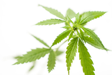 Young green shoots of hemp on a light background