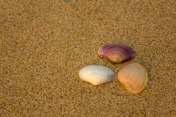 white purple yellow shells close-up on blurred yellow sand