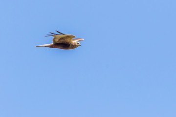 Western marsh harrier (Circus aeriginosus)