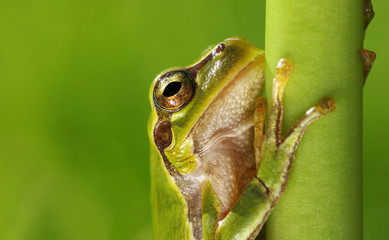Frog on green background