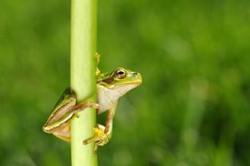 Green tree frog on grass