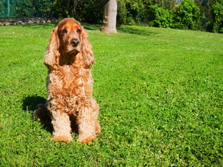 cocker spaniel assis