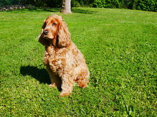 le cocker spaniel
