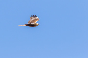 Western marsh harrier (Circus aeriginosus)