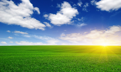 Green field and sun.