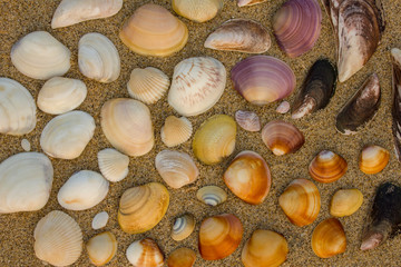 a lot of multi-colored shells of different size and shape close-up on the light sand top view. natural surface texture