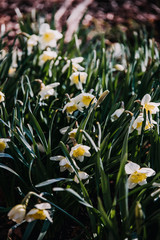 Spring Lilly flowers