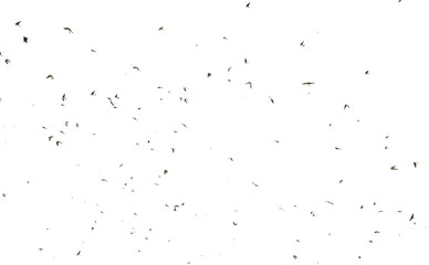 Flock of birds swallows Sand Martin isolated on white background and texture, clipping path
