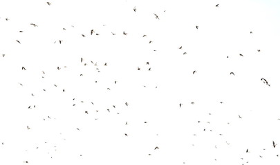 Flock of birds swallows Sand Martin isolated on white background and texture, clipping path