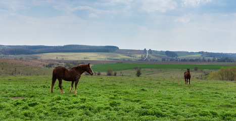 Horses graze in the meadow, fields and meadows, landscape
