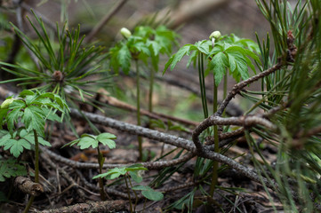 Delicate spring flowers anemones