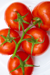 tomatoes on a branch isolated on a white background