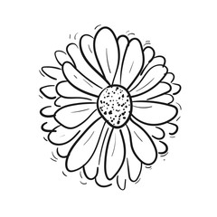 Hand drawn line art daisy flower. illustration. White background, isolated.  Black daisy drawing....