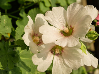 Pink Hollyhocks flowers in the garden