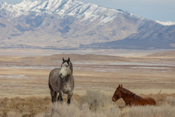 Wild Horses in Utah in winter