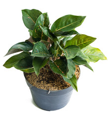 Green and beautiful potted Aglaonema plants with white background
