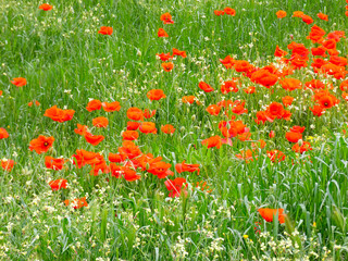 Amapolas silvestres en primavera
