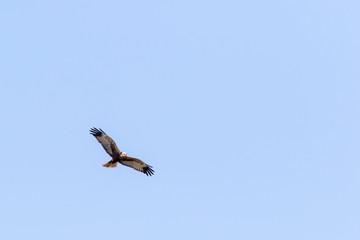 Western marsh harrier (Circus aeriginosus)