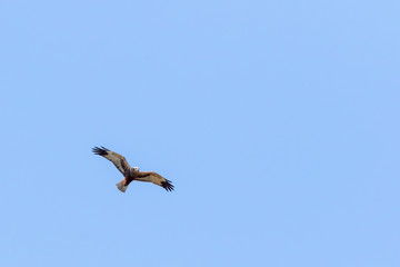 Western marsh harrier (Circus aeriginosus)