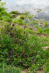 Springtime near the lake, flowers bloom near the water
