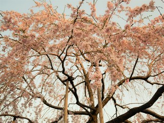 Beautiful Full  Cherry Blossom Sakura  pink  Cherry Tree Flowers in spring