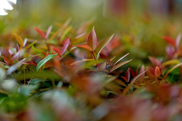 Top green tea leaves of soft tea leaves Nature travel ideas With copy space