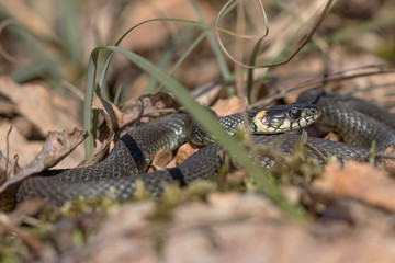 Snake Natrix natrix