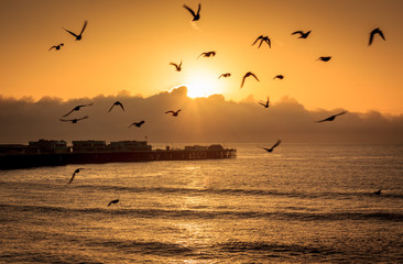 Fototapeta na wymiar Ocean birds at dawn