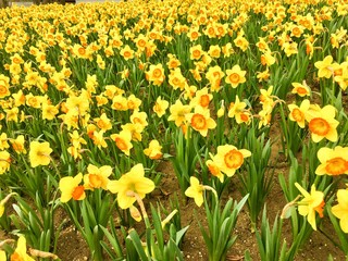 Obraz premium yellow Daffodils in the park in spring