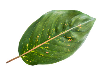 Leaf stem of Aglaonema with a white background
