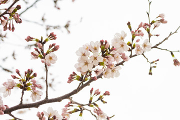 Cherry blossom in spring for background or copy space for text