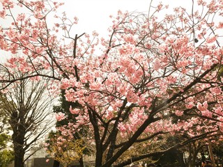 Blooming pink cherry flower of Sakura  fullbloom in spring season in japan
