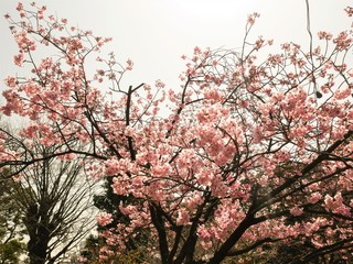 Blooming pink cherry flower of Sakura  fullbloom in spring season in japan