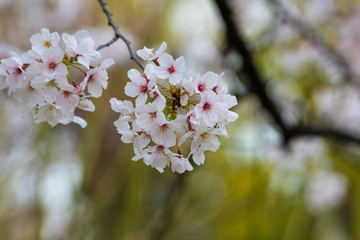 Cherry blossom in spring for background or copy space for text