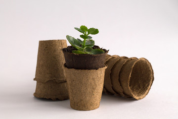 green plant in a pot on white background