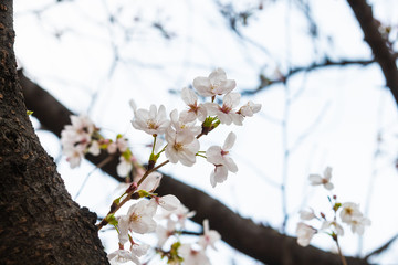 Cherry blossom in spring for background or copy space for text