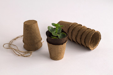 green plant and empty pots on white background
