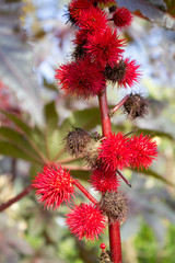 Close up red autom fruits flowers in the garden