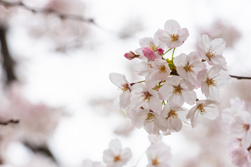 Cherry blossom in spring for background or copy space for text