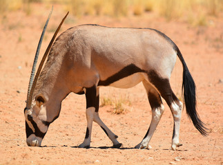 Gemsbock or gemsbuck (Oryx gazella) Namib-Naukluft National Park is a national park of Namibia ...