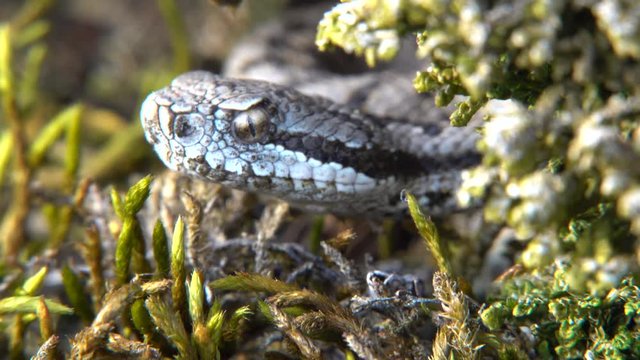 junge Aspisviper&nbsp;(Vipera aspis) im Elsass, Frankreich