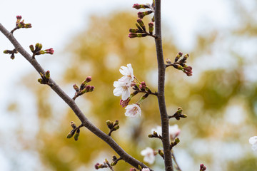Cherry blossom in spring for background or copy space for text