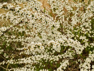 Daisy field White flower in  garden
