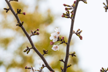 Cherry blossom in spring for background or copy space for text