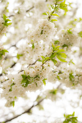 Cherry Blossom